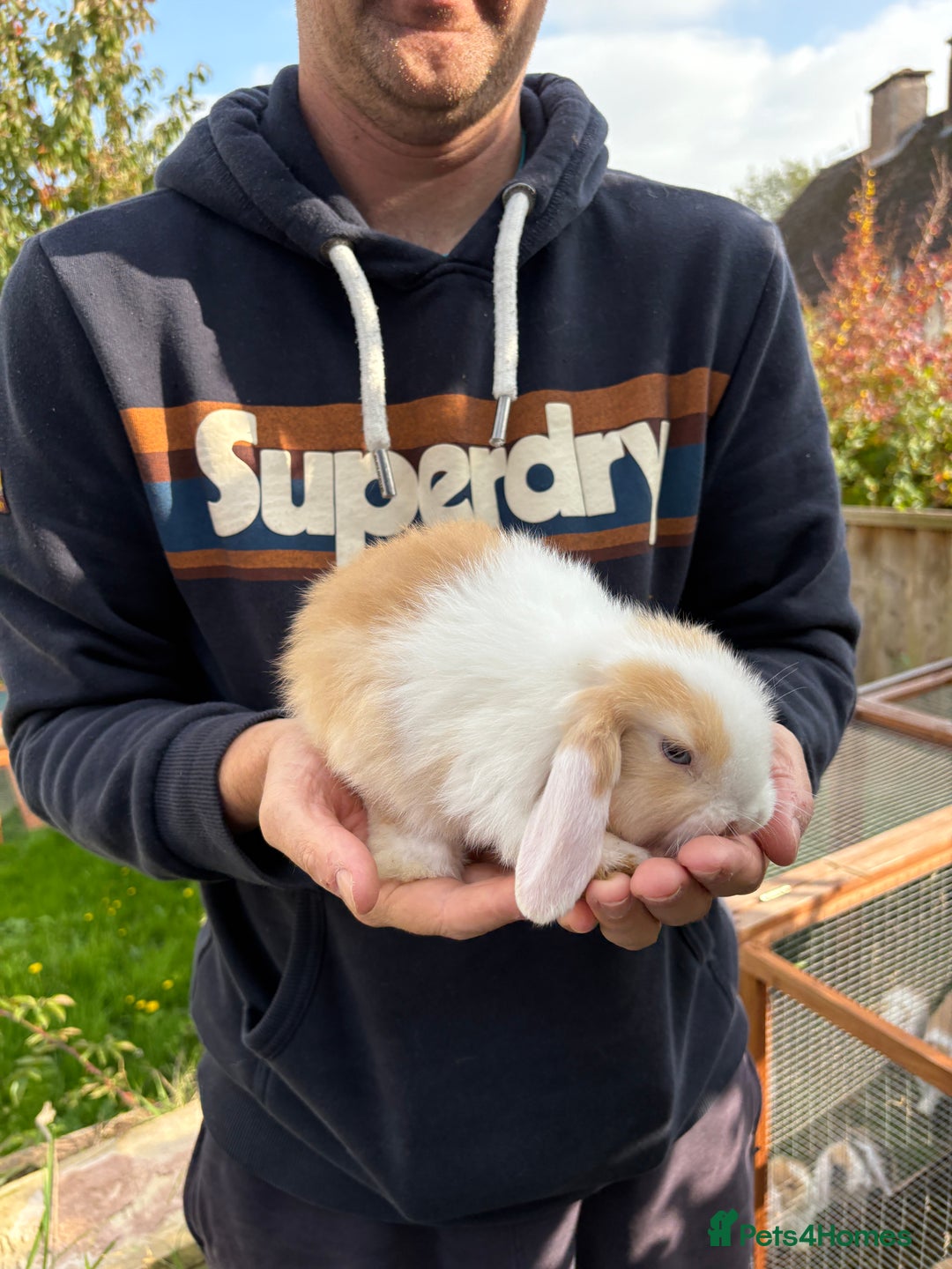 Mini Lop rabbits for sale: Gorgeous Mini Lop Bunny Rabbits - Image 15