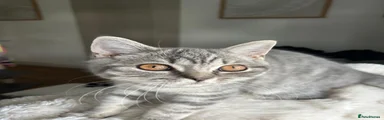 British Shorthair 1