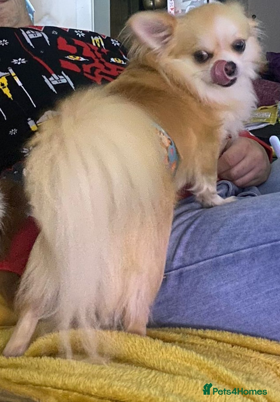 Chihuahua dogs for sale: Stunning 4 year old boy  - Advert 4