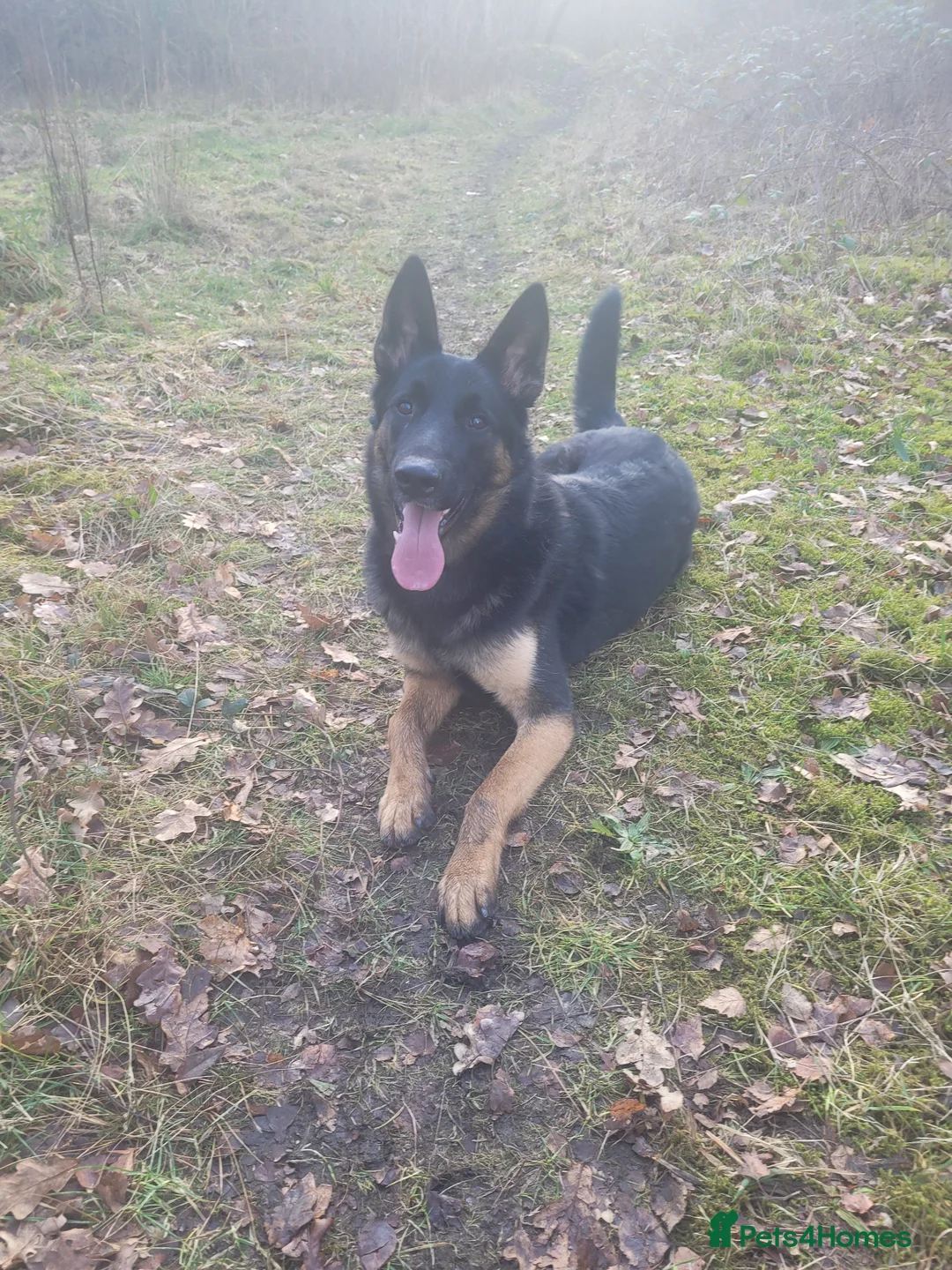 Belgian Shepherd Dog dogs for stud: German shepherd x Belgium malinois in Manchester - Advert 1