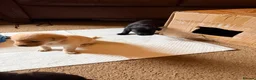 Labrador Retriever dogs for sale: Labrador Kc reg puppy’s  in Barnard Castle - Advert 10