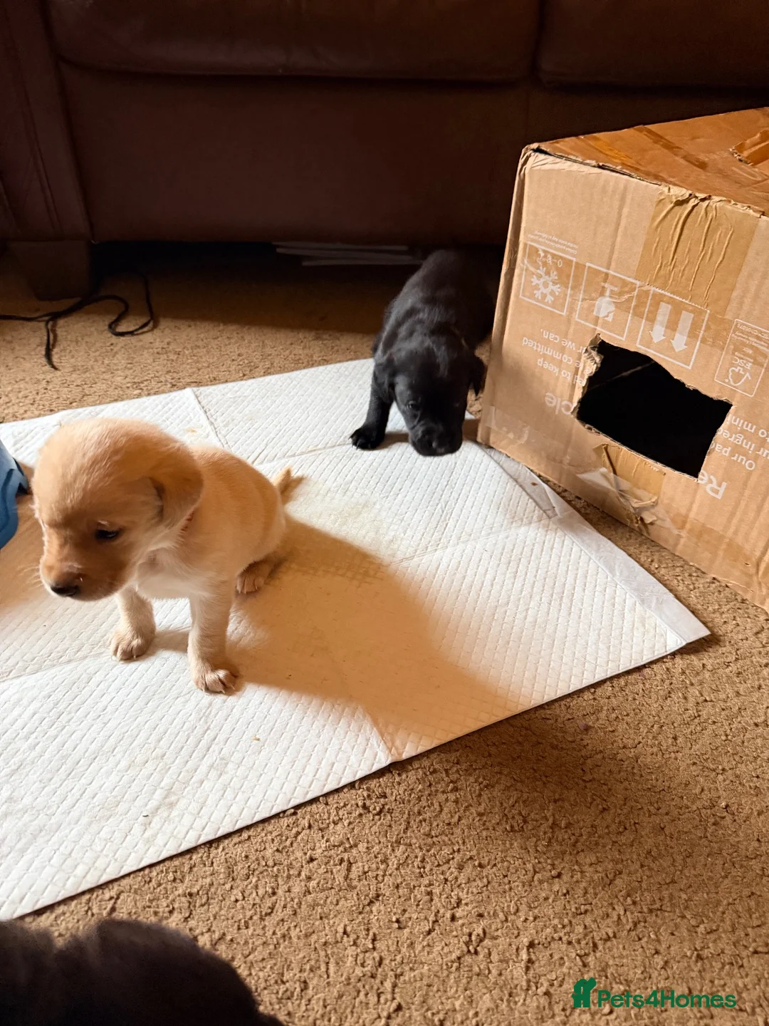Labrador Retriever dogs for sale: Labrador Kc reg puppy’s  in Barnard Castle - Advert 10