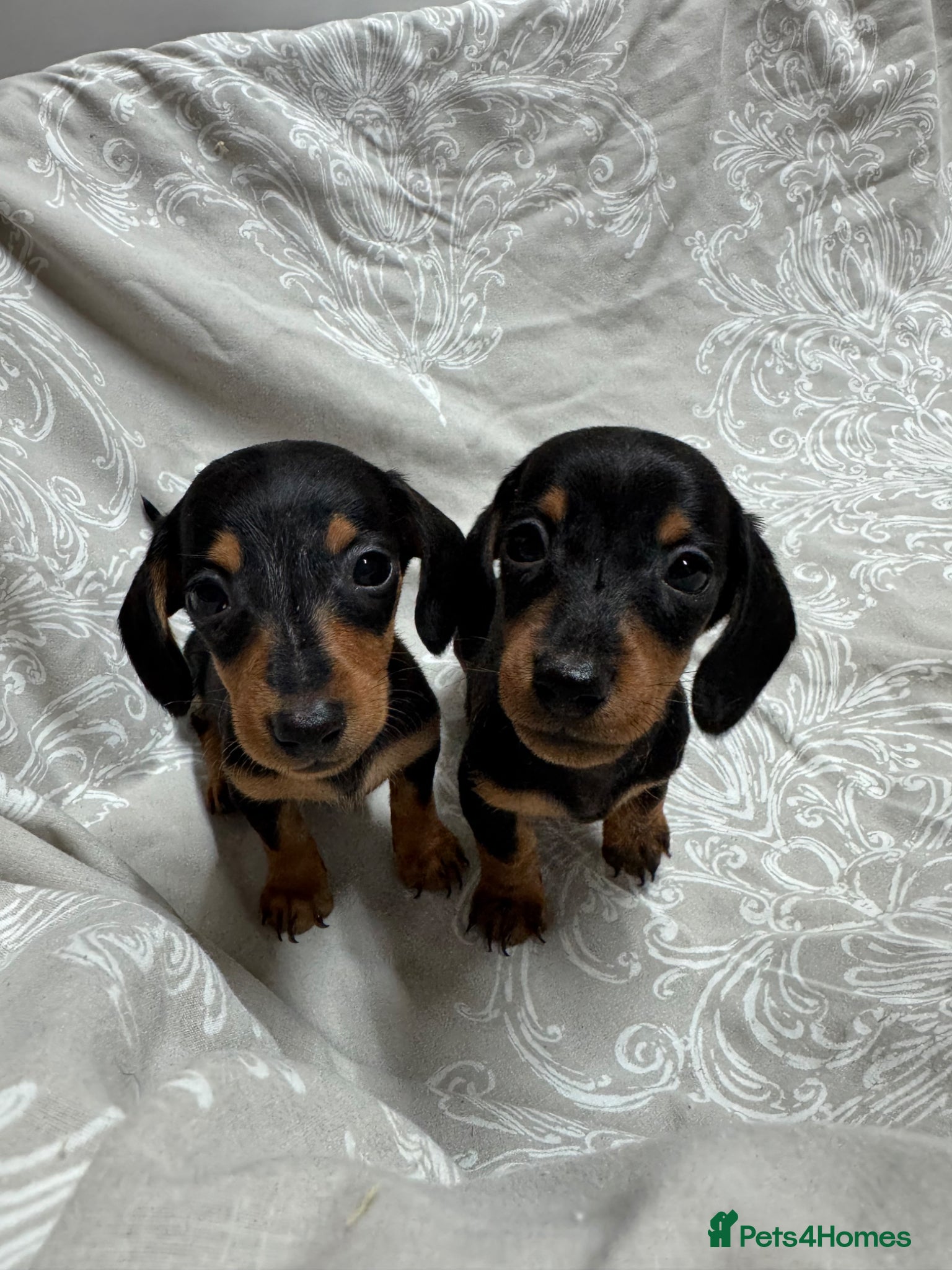 Miniature Dachshund dogs MINIATURE DACHSHUND PUPPIES  - Advert 1