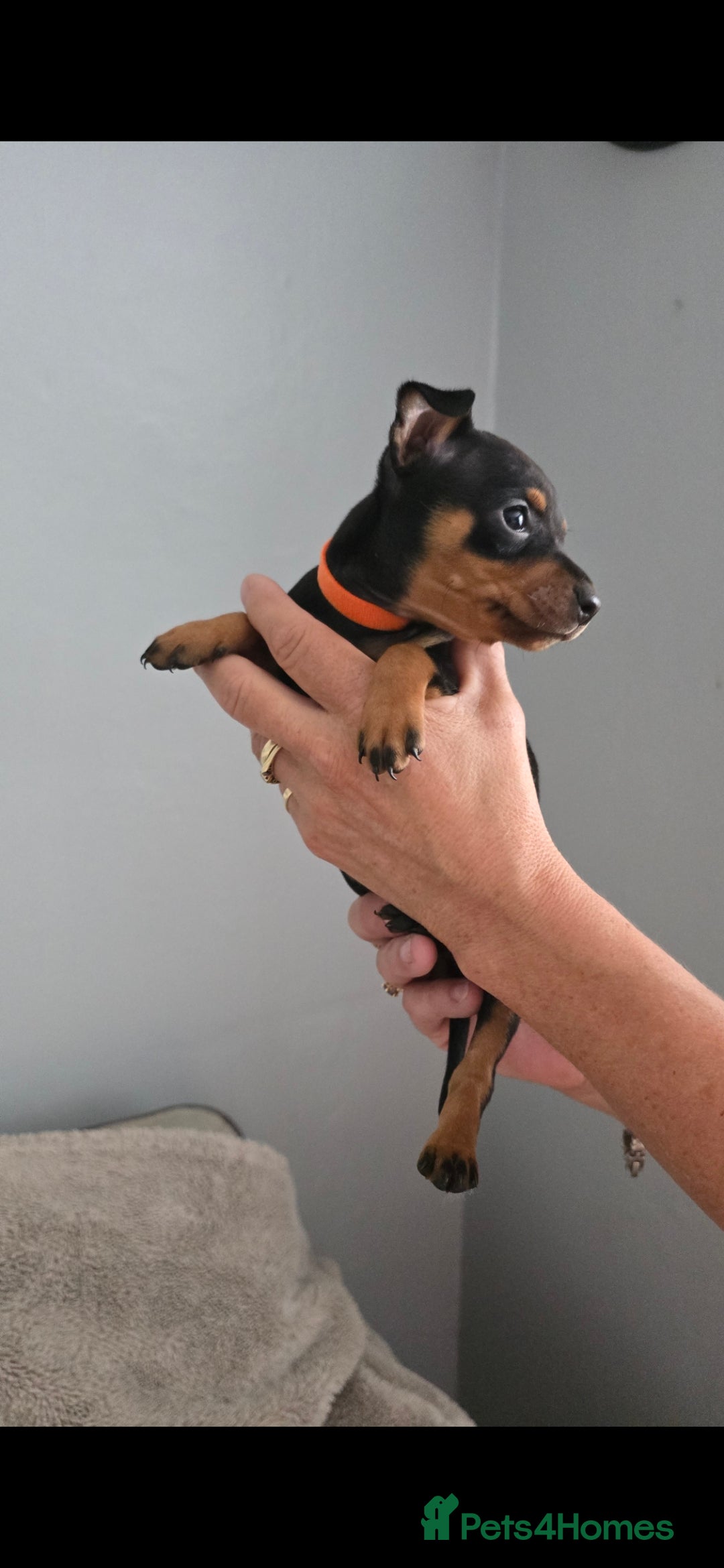 Miniature Pinscher dogs for sale: Beautiful Miniature pinscher Puppies  - Image 11