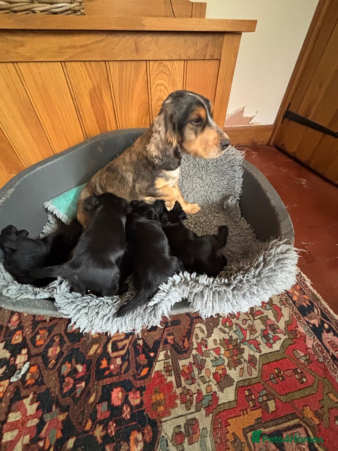 Cocker Spaniel dogs for sale: Quality KC Cocker Spaniels  - Image 5