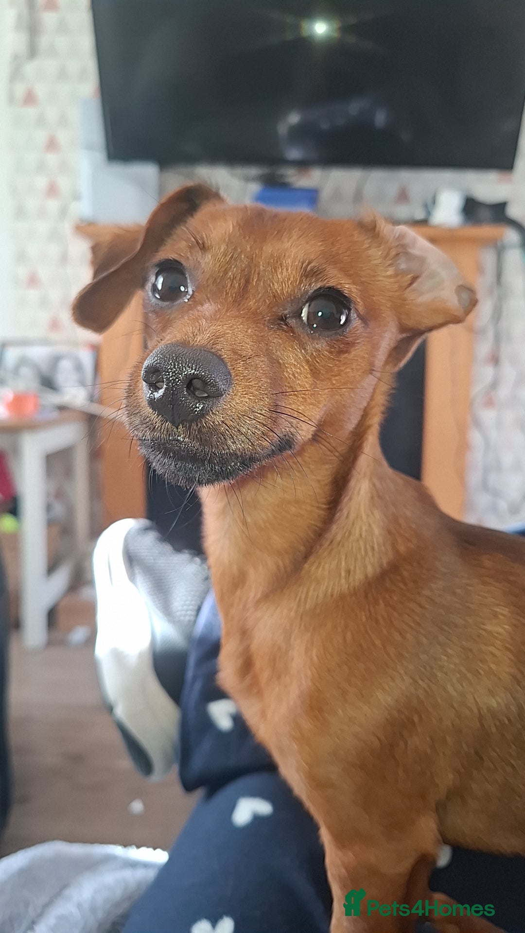 Mixed Breed dogs for sale: 🐾 Gorgeous Mixed-Breed Puppies – 🐾 - Advert 10