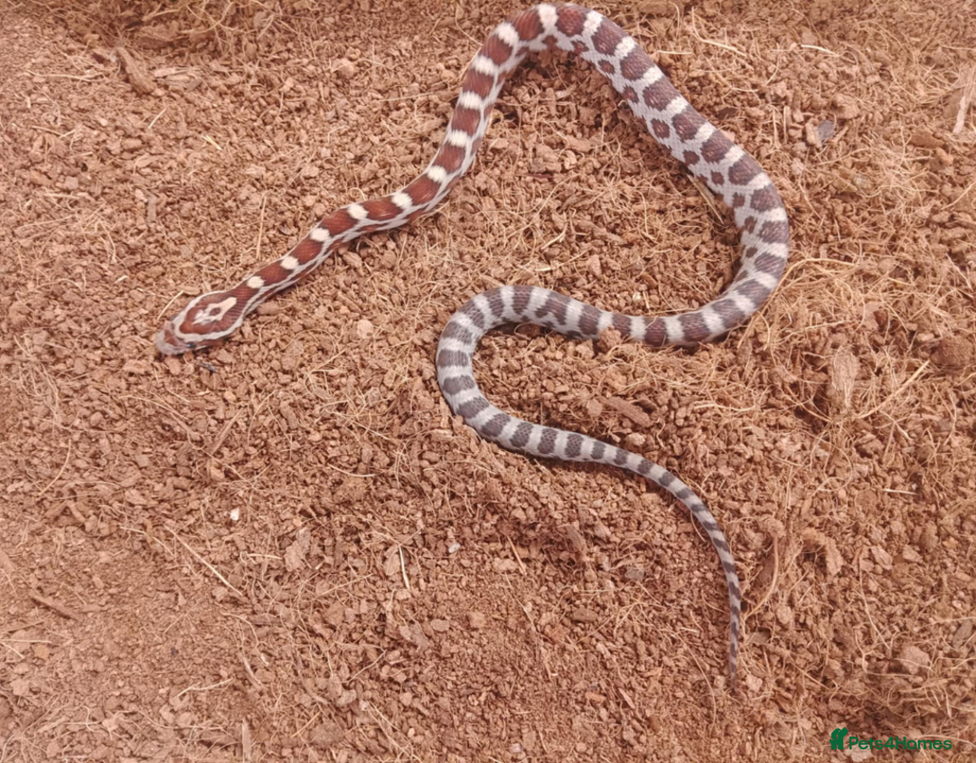 Corn Snake reptiles for sale: Beautiful & Handled Corn Snake Babies - Ready Now! - Image 6