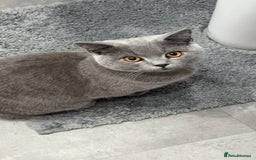 British Shorthair cats for sale: British short hair  - Image 1