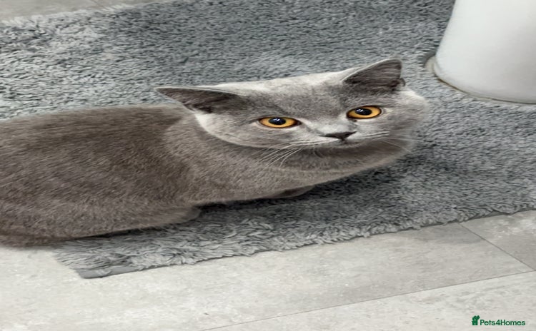 British Shorthair cats - Advert 1