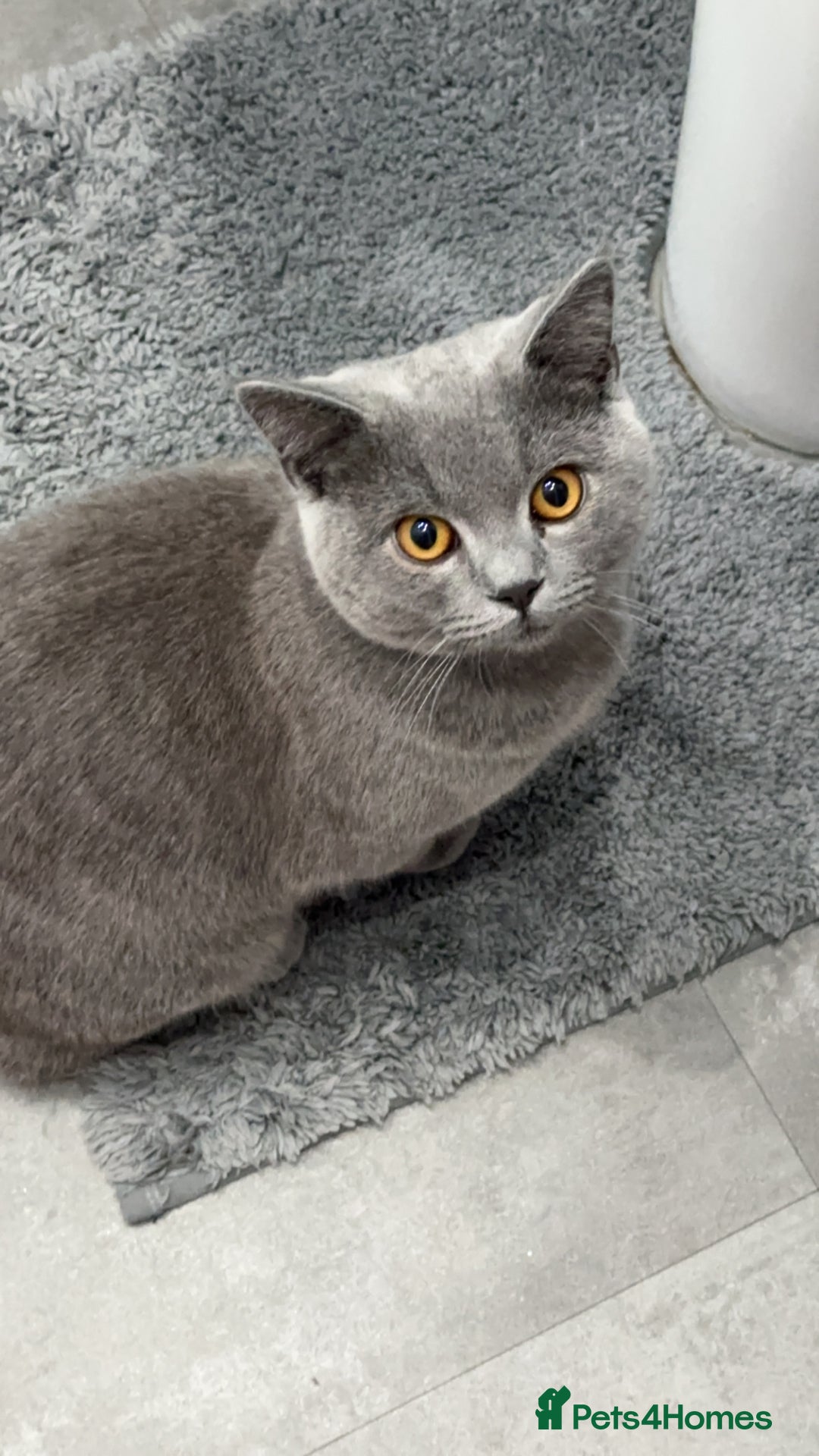 British Shorthair cats for sale: British short hair  - Image 1