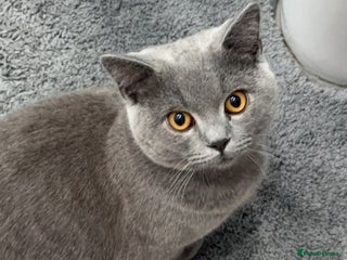 British Shorthair cats - Advert 36