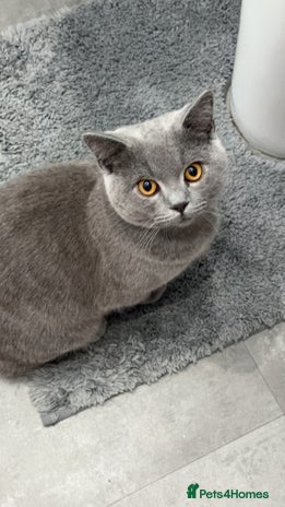 British Shorthair cats for sale - Advert 2