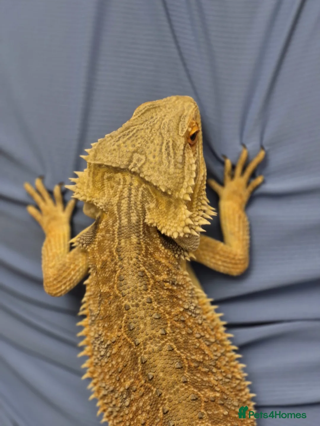Bearded Dragon reptiles for sale: 2YO Bearded Dragon and Viv for sale  in Usk - Advert 4