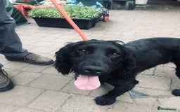 Cocker Spaniel dogs for sale: Working cocker spaniel puppies  - Advert 6