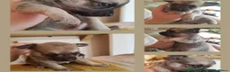 Chihuahua dogs for stud: Gizmo chihuahua stud in Worcester - Advert 16