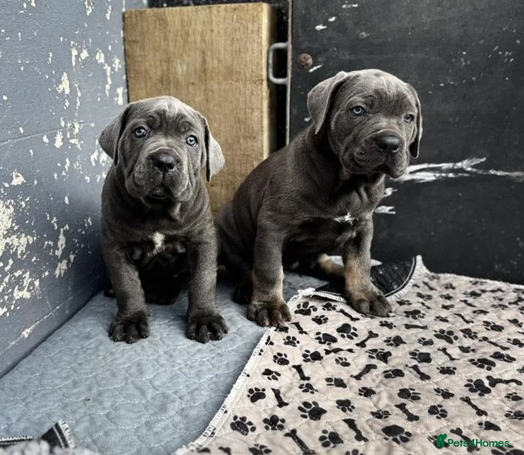 Cane Corso dogs for sale: Noble Guardians With Hearts Made for Home in Leicester - Advert 2