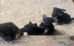 German Shepherd dogs for sale: German Shepard Puppies - Image 2