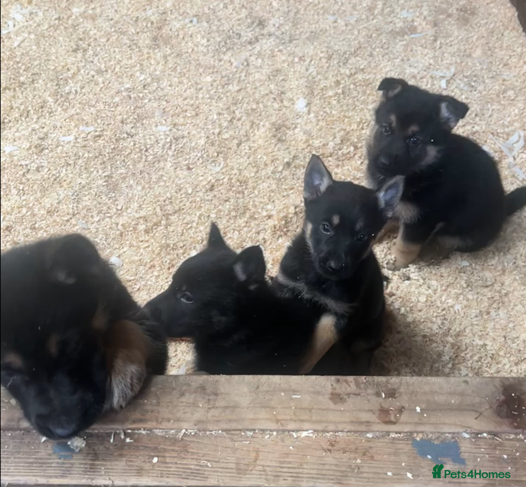 German Shepherd dogs for sale: German Shepard Puppies - Image 2