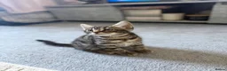 Mixed Breed cats for sale: Beauty Bengal Cross Kittens Looking for Their home - Advert 9