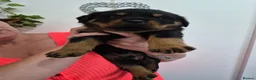 Rottweiler dogs for sale: Stunning fully health tested rottweiler pups in Sheffield - Advert 12