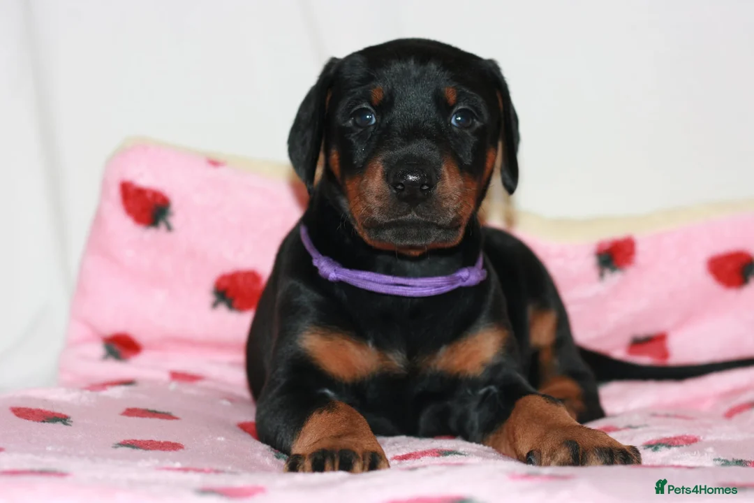 Dobermann dogs for sale: Evalesco Dobermanns - Advert 20