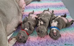 Staffordshire Bull Terrier dogs for sale: Blue Staffordshire Bull Terrier Puppies - Image 5