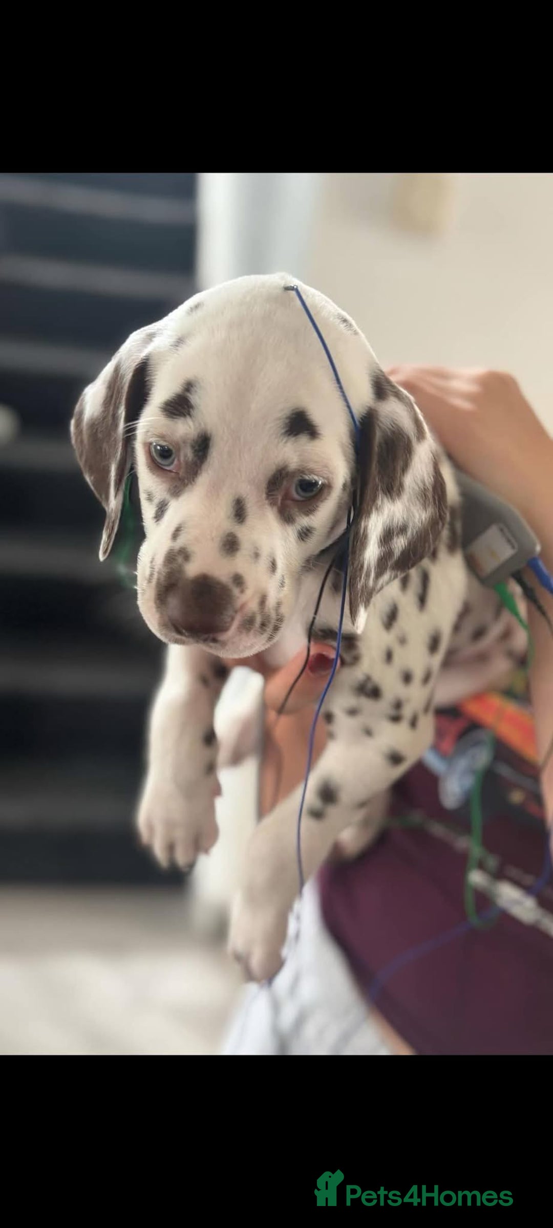 Dalmatian dogs for sale: Beautiful KC registered litter of dalmations  - Image 37