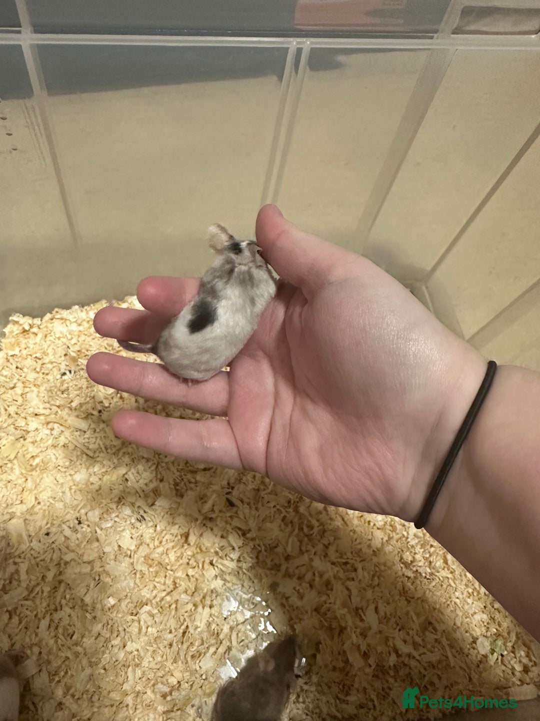 Mouse rodents for sale: Fancy mice  - Advert 2