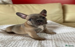 French Bulldog dogs for sale: Beautiful French Bulldogs Puppies for Sale  - Image 4