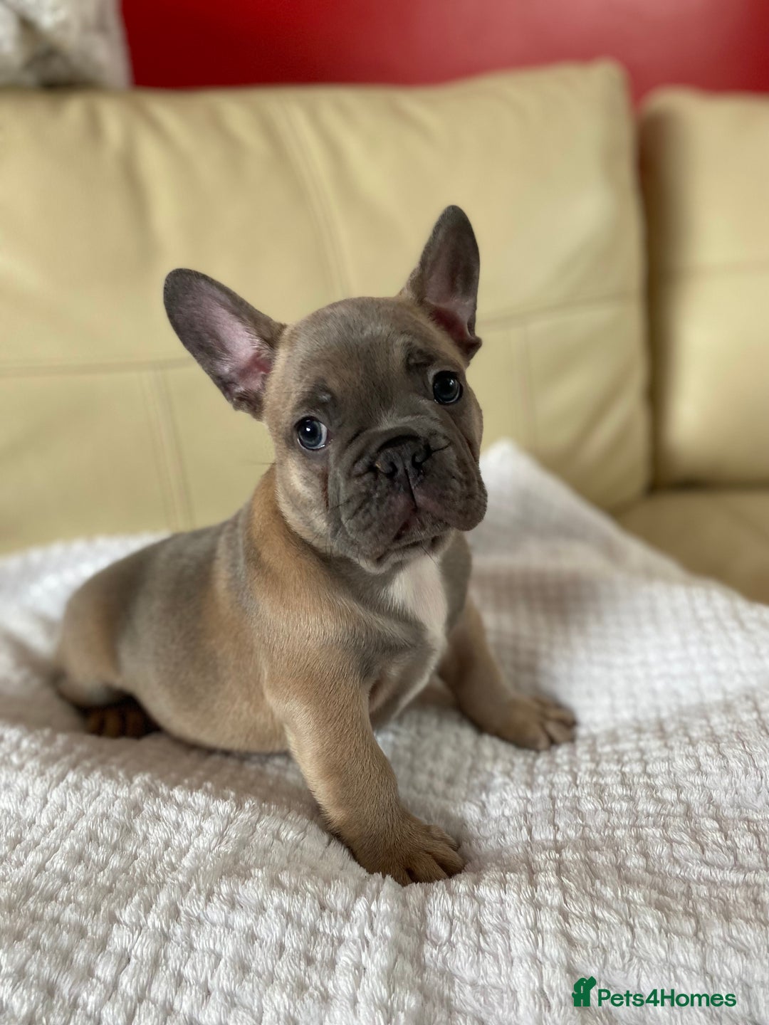 French Bulldog dogs for sale: Beautiful French Bulldogs Puppies for Sale  - Image 4