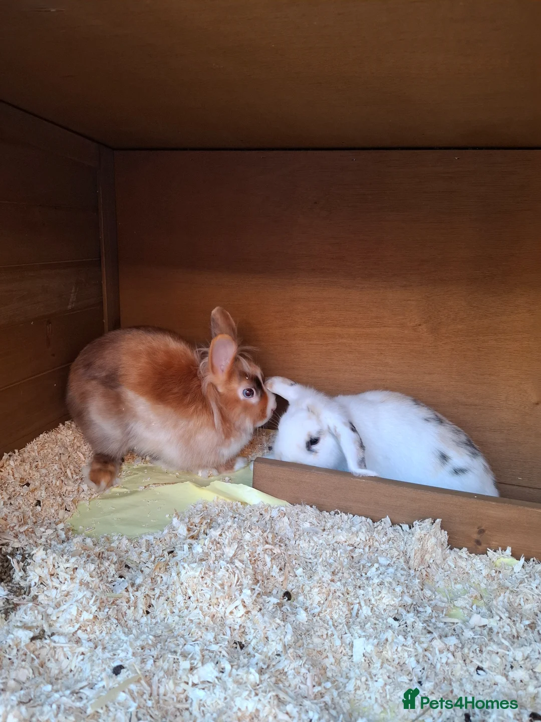 Mixed Breed rabbits for sale: 2 female bunnies for sale - Advert 3