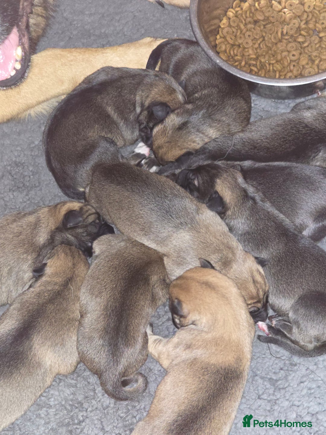 Mixed Breed dogs for sale: Cross between gsd/whippet/Huskey - Advert 2