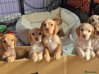 Cocker Spaniel dogs Stunning lemon red and gold cocker spaniel pups - Advert 14