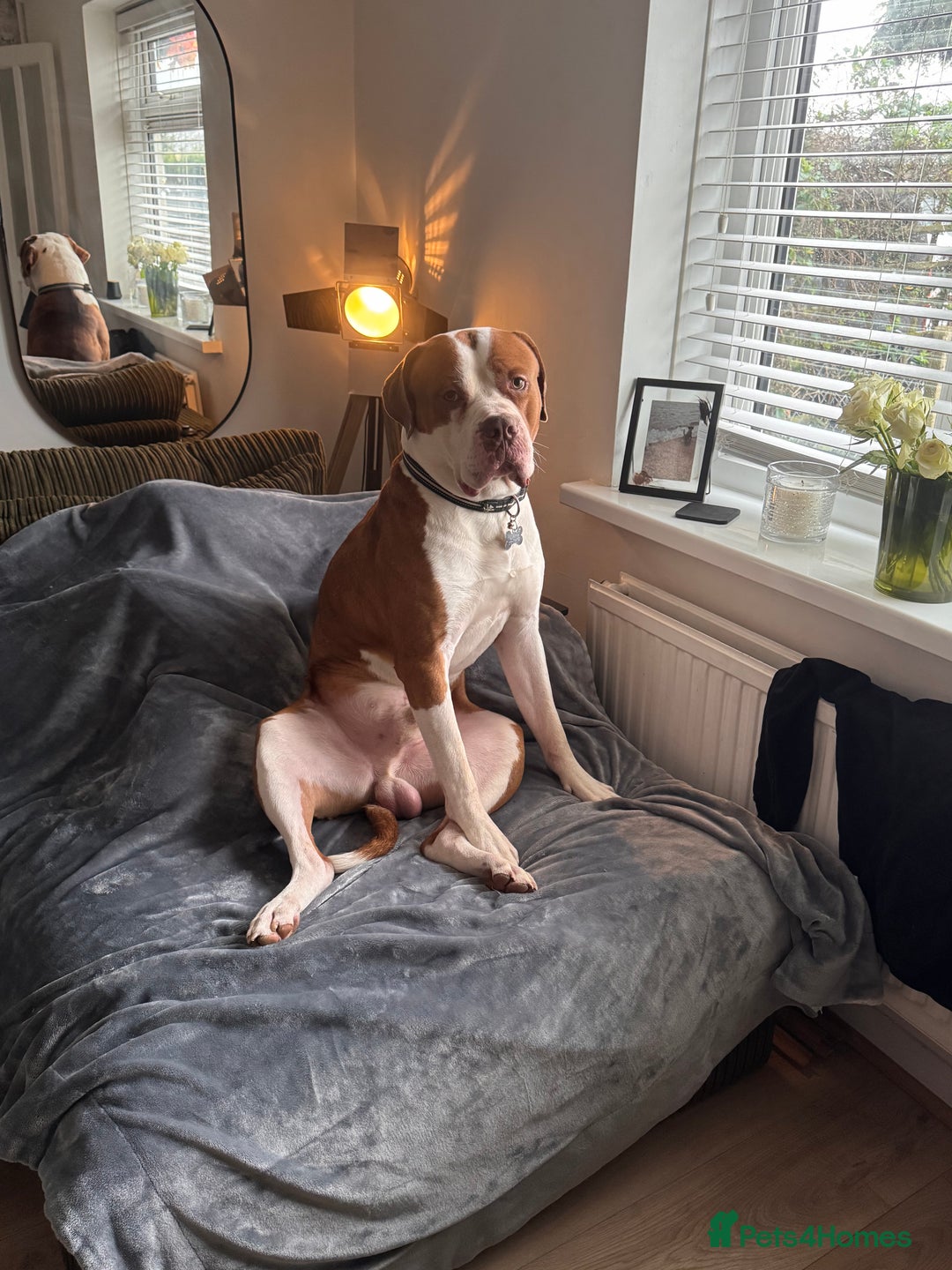 Mixed Breed dogs for sale: Boysie - Advert 3