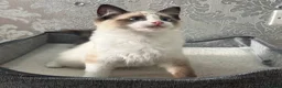 Ragdoll cats for sale: Beautiful Ragdoll Kittens - Advert 15