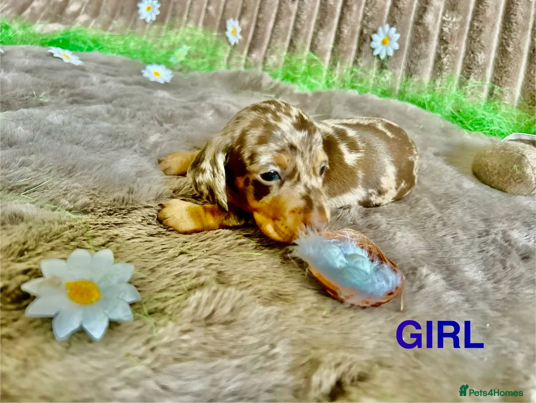 Dachshund dogs for sale: Dachshund Puppies   - Advert 25