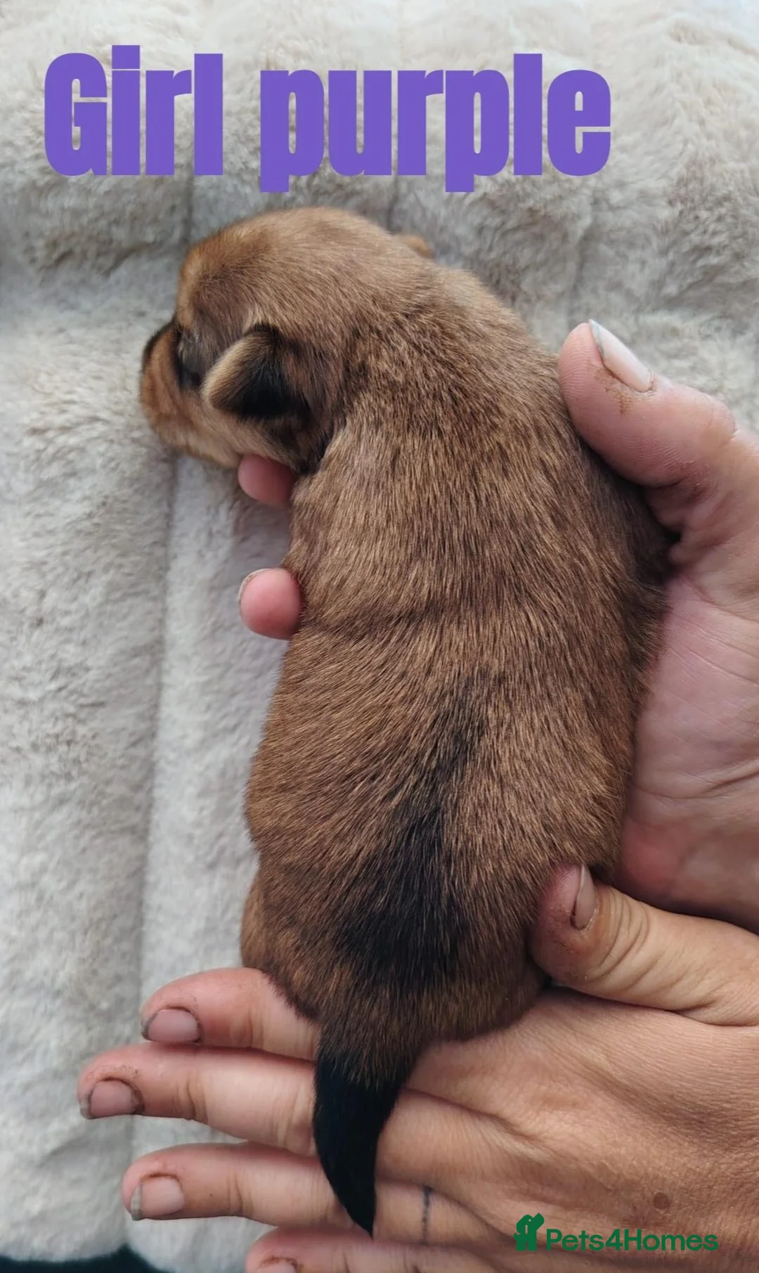 Yorkshire Terrier dogs for sale: Golden yorkie  - Advert 13
