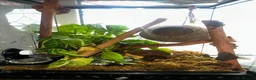 Gecko reptiles for sale: Crested gecko and bioactive terrarium  in Barrow-in-Furness - Advert 2