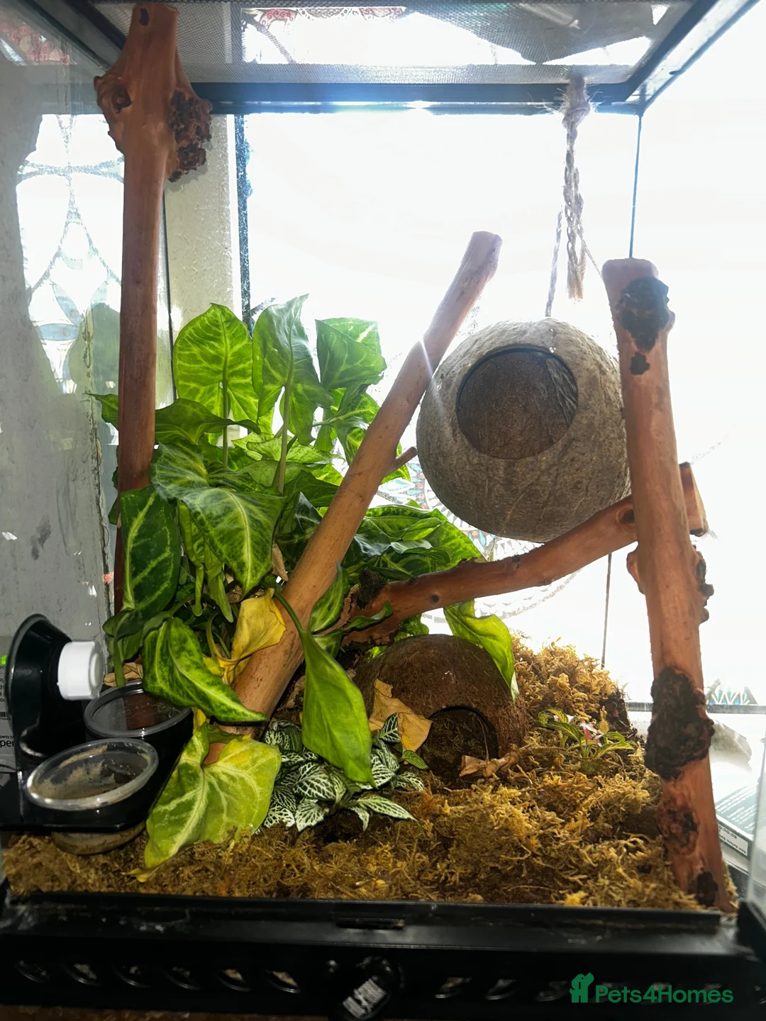 Gecko reptiles for sale: Crested gecko and bioactive terrarium  in Barrow-in-Furness - Advert 2