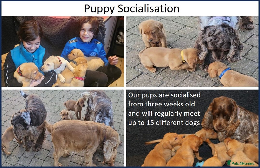 Labrador Retriever dogs for sale: Red Fox Labs : Health Checked-KC Reg-FTCH Pedigree - Image 17
