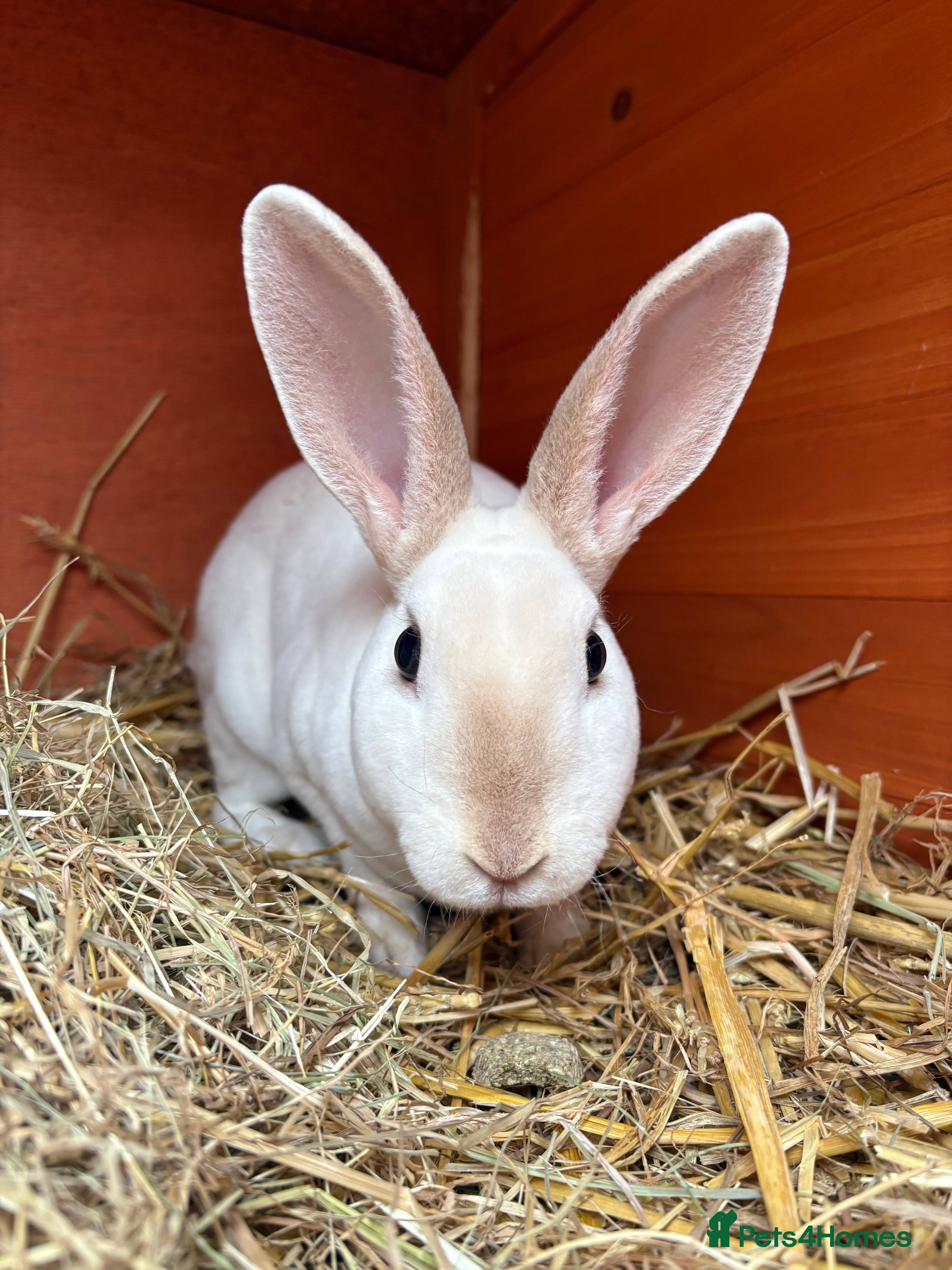 Mixed Breed rabbits Bunnies available for adoption  - Advert 24