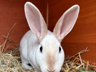 Mixed Breed rabbits Bunnies available for adoption - Advert 24