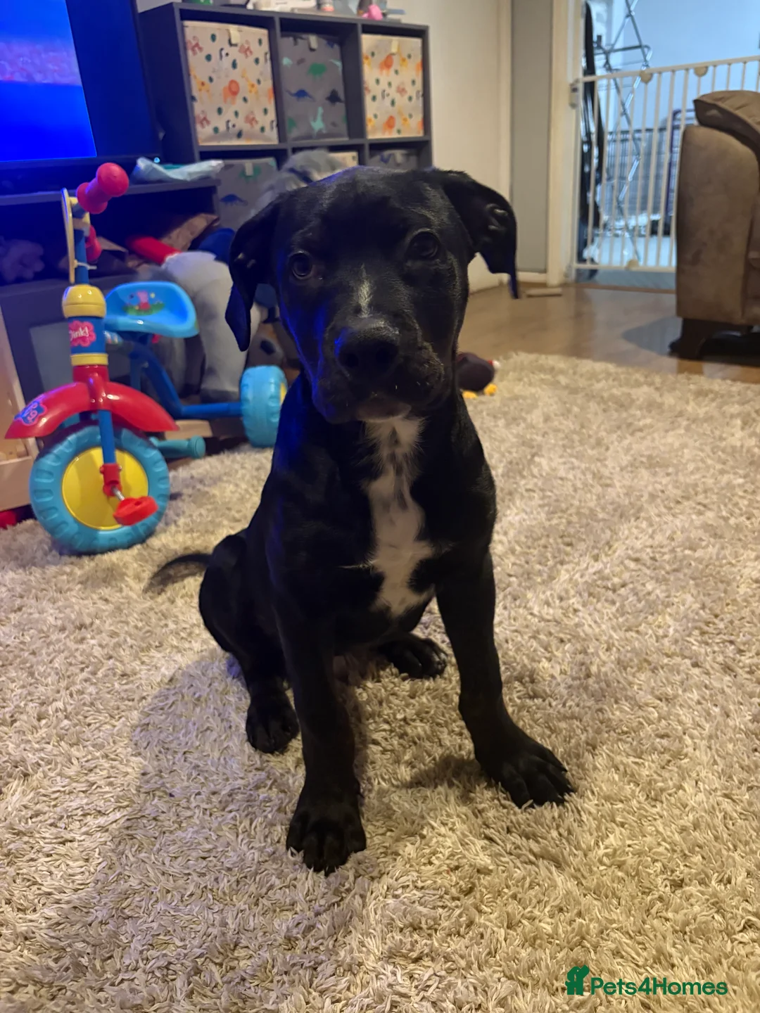 Mixed Breed dogs for sale: Buck! Rotti cross  in Trowbridge - Advert 4