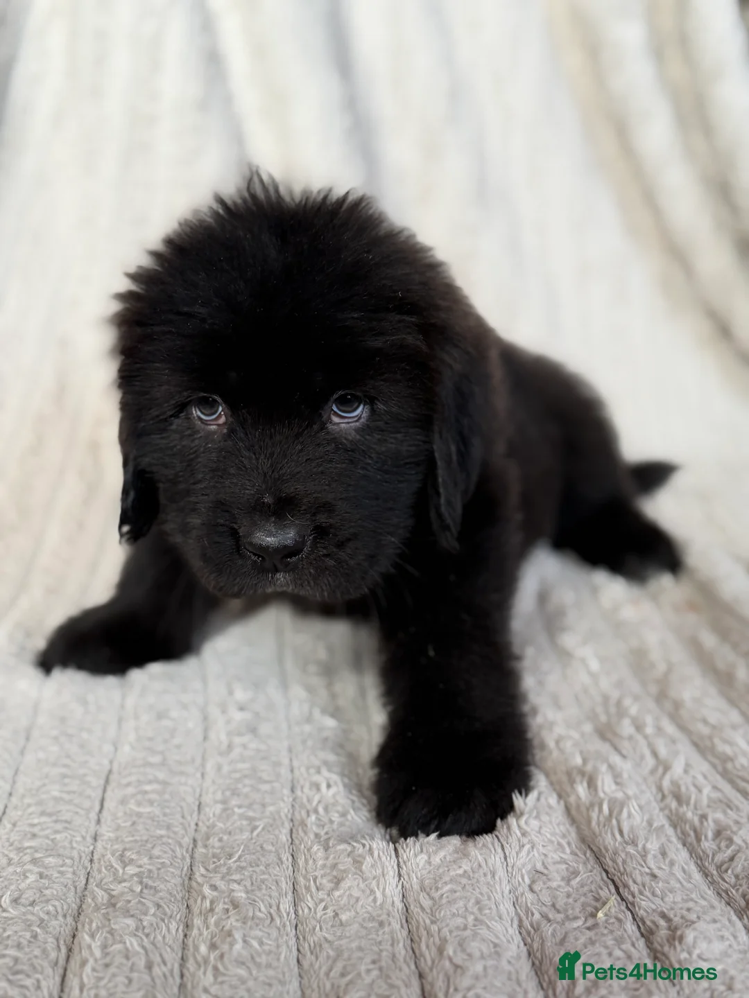 Tibetan Mastiff dogs for sale: Ready now: Outstanding Tibetan Mastiff Puppies - Advert 11