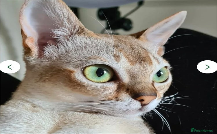 Singapura cats - Advert 1