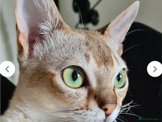 Singapura cats - Advert 1