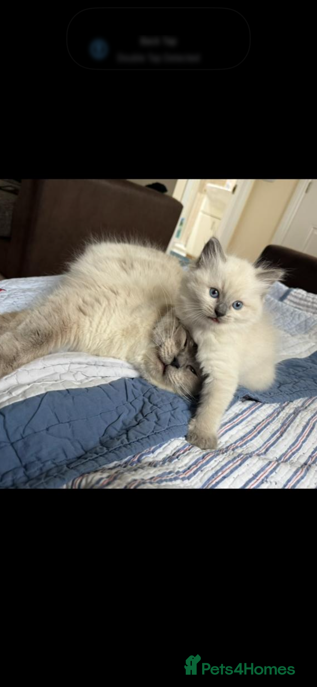 Ragdoll cats for sale: Stunning GCCF reg ragdoll kittens available now  - Image 16