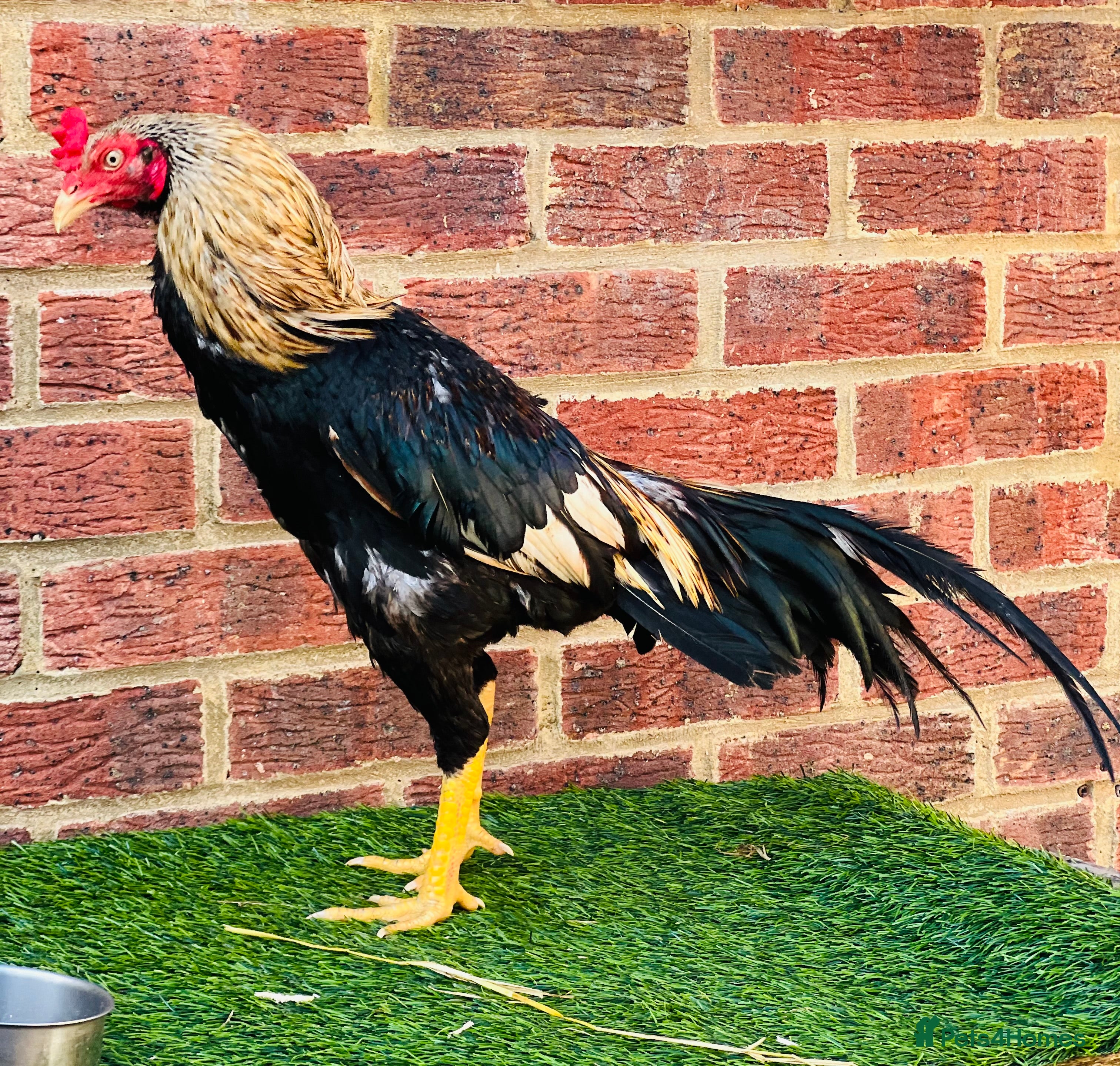 Chickens poultry Asil Stag - Advert 1