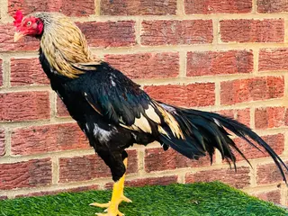 Chickens poultry Asil Stag - Advert 1