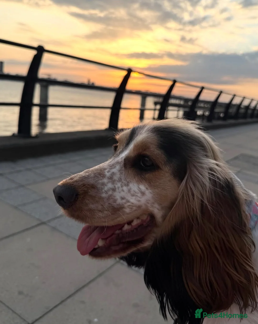 Cocker Spaniel dogs for sale: Beautiful show cocker spaniel puppy’s for sale  in Liverpool - Advert 1